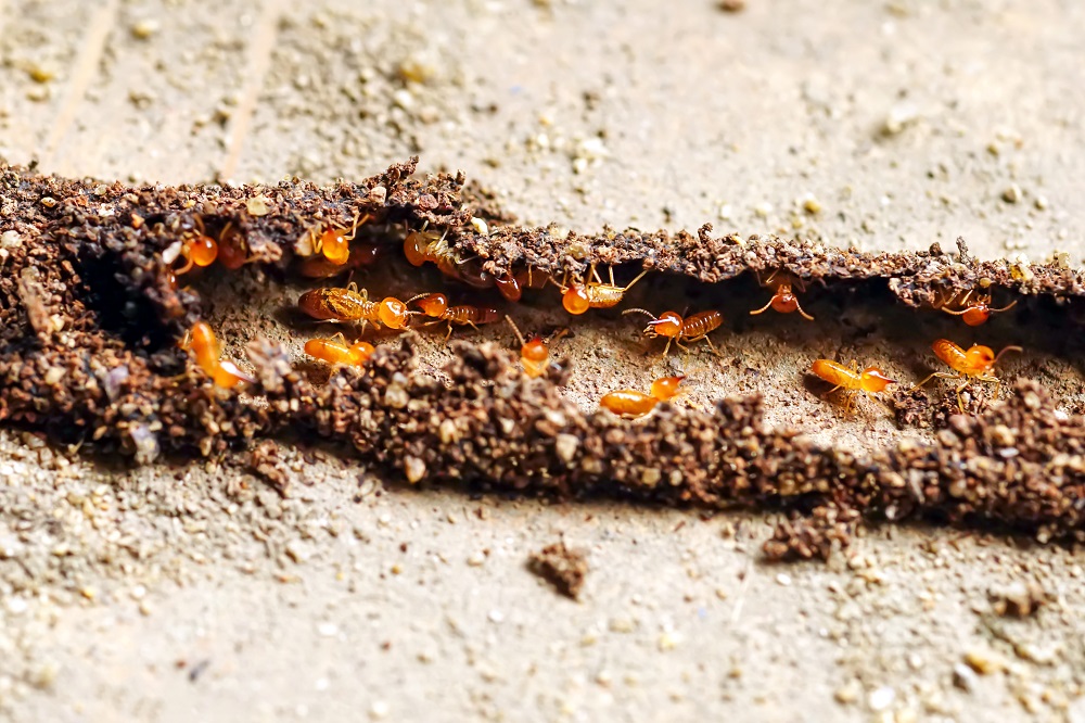 The Silent Destroyers: Termites and How to Spot Them Early